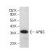 APNG Antibody (D-2) - Western Blotting - Image 383708
