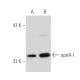 apoA-I Antibody (12C8) - Western Blotting - Image 40377