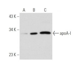 apoA-I Antibody (12C8) - Western Blotting - Image 44864 