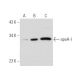 apoA-I Antibody (12C8) - Western Blotting - Image 44864 