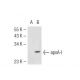 Apolipoprotein A I/APOA1 Antibody (2G4) - Western Blotting - Image 44866