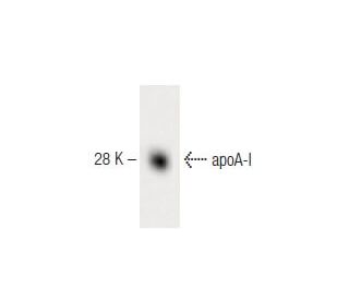 Apolipoprotein A I/APOA1 Antibody (4) - Western Blotting - Image 60241