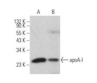 Apolipoprotein A I/APOA1 Antibody (A5.4) - Western Blotting - Image 378666 