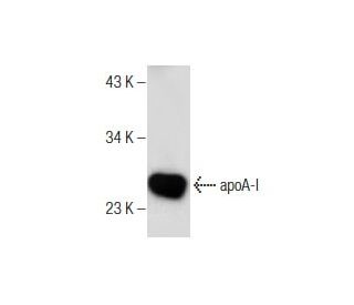 western blotting image from recommended Apolipoprotein A I/APOA1 (B-10) monoclonal antibody replacement. Image 159878