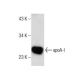 western blotting image from recommended Apolipoprotein A I/APOA1 (B-10) monoclonal antibody replacement. Image 159878