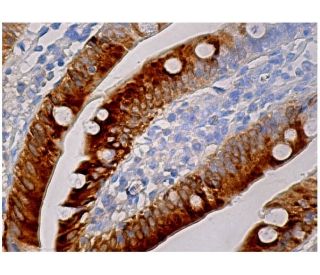 immunohistochemistry image from recommended apoA-IV (G-8) monoclonal antibody replacement. Image 160221