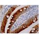 immunohistochemistry image from recommended apoA-IV (G-8) monoclonal antibody replacement. Image 160221