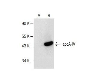 apoA-IV Antibody (G-8) - Western Blotting - Image 151203