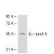 apoA-V Antibody (1G5G9) - Western Blotting - Image 52584 