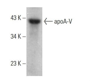 apoA-V Antibody (2G1H11) - Western Blotting - Image 377265 