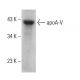 apoA-V Antibody (2G1H11) - Western Blotting - Image 377265 