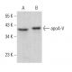 apoA-V Antibody (2G1H11) - Western Blotting - Image 383767