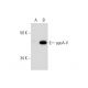 apoA-V Antibody (A-12) - Western Blotting - Image 297822