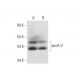 apoA-V Antibody (A-12) - Western Blotting - Image 300156 