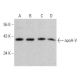 apoA-V Antibody (A-12) - Western Blotting - Image 358585 