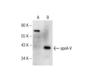 apoA-V Antibody (E-12) - Western Blotting - Image 147275
