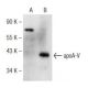 apoA-V Antibody (E-12) - Western Blotting - Image 147275