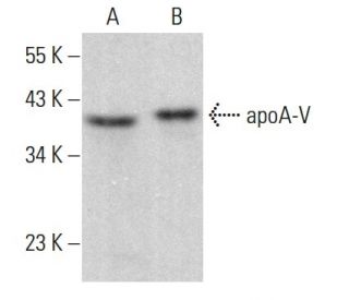 apoA-V Antibody (2G1H11) - Western Blotting - Image 383767