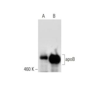 apoB Antibody (A-6) - Western Blotting - Image 297022 