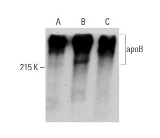 western blotting image from recommended apoB (C1.4) monoclonal antibody replacement. Image 387405