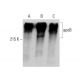 western blotting image from recommended apoB (C1.4) monoclonal antibody replacement. Image 387405