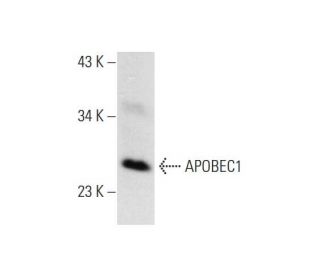APOBEC1 Antibody (E-2) - Western Blotting - Image 300139 