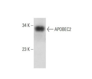 APOBEC2 Antibody (B-12) - Western Blotting - Image 138331 