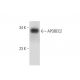 APOBEC2 Antibody (B-12) - Western Blotting - Image 138331 