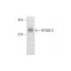 APOBEC2 Antibody (B-12) - Western Blotting - Image 319731