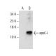 apoC-I Antibody (Y-13) - Western Blotting - Image 157732 