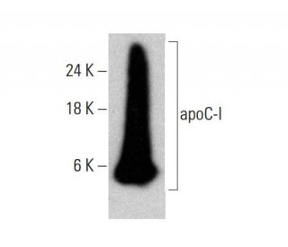 apoC-I Antibody (Y-13) - Western Blotting - Image 384059 