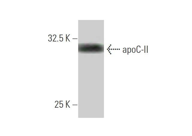 apoC-II Antibody (3E4) | SCBT - Santa Cruz Biotechnology