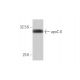 apoC-II Antibody (3E4) - Western Blotting - Image 347649