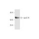 apoC-III Antibody (8H7) - Western Blotting - Image 347650