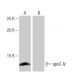 apoC-IV Antibody (7-RE36) - Western Blotting - Image 64850