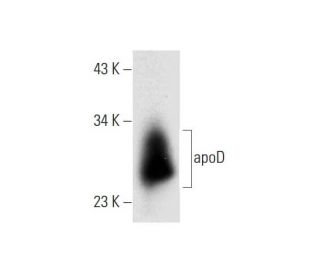 apoD Antibody (D-12) - Western Blotting - Image 300097 