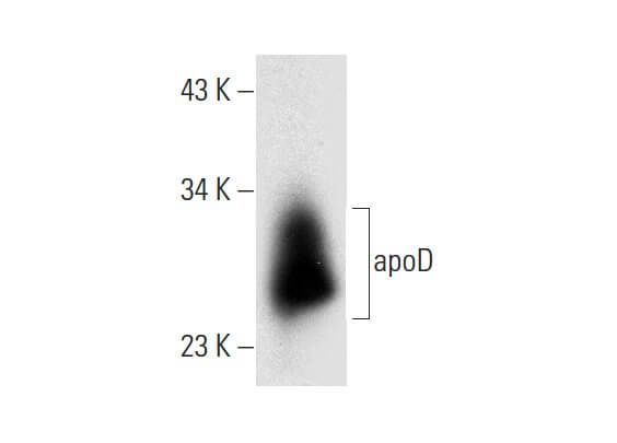 46Fページ apoD Antibody (D-12) | SCBT - Santa Cruz Biotechnology