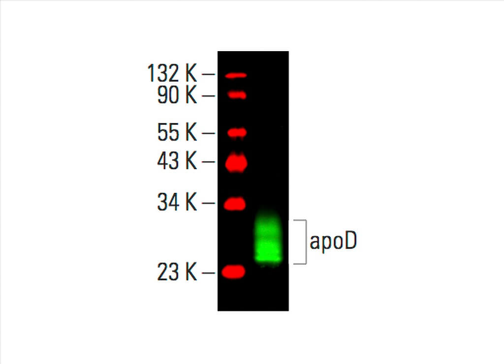 apoD Antibody (D-12) | SCBT - Santa Cruz Biotechnology