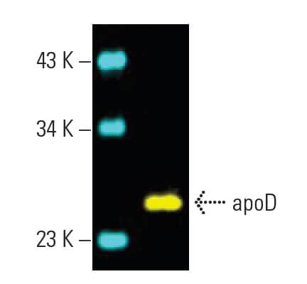 apoD Antibody (D-12) | SCBT - Santa Cruz Biotechnology