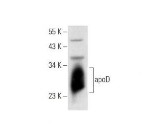 western blotting image from recommended apoD (C-1) monoclonal antibody replacement. Image 300098