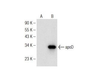 apoD Antibody (C-1) - Western Blotting - Image 147283
