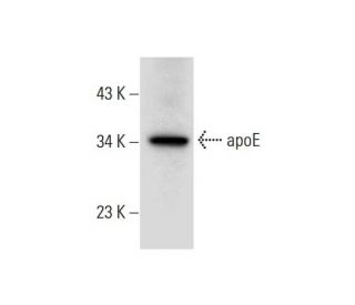 apolipoprotein E/apoE Antibody (B-9) - Western Blotting - Image 298001 