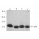 western blotting image from recommended apolipoprotein E/apoE (A1.4) monoclonal antibody replacement. Image 352741