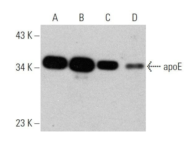 apolipoprotein E apoE Antibody F 9 SCBT Santa Cruz