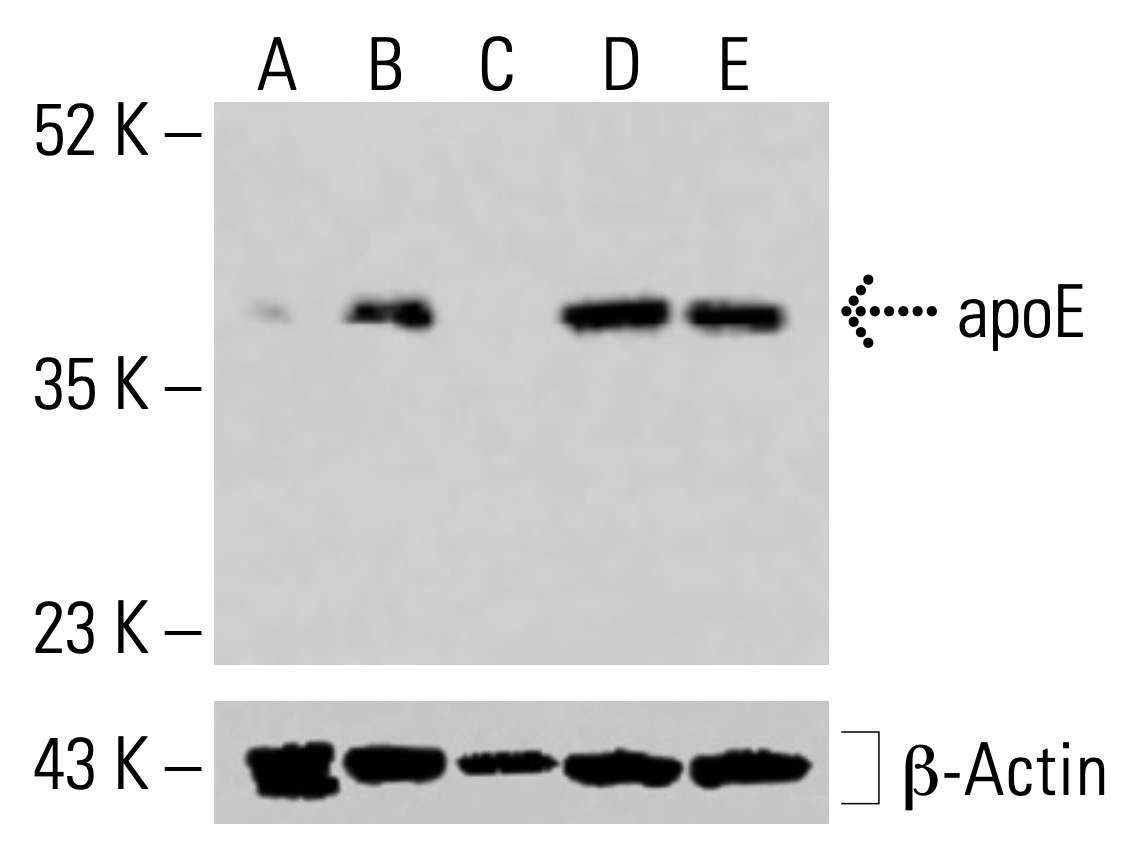 apolipoprotein E/apoE抗体(F-9) | SCBT - Santa Cruz Biotechnology