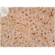 apolipoprotein E/apoE Antibody (H-4) - Immunohistochemistry - Image 361327