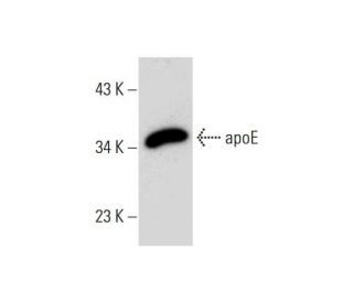 apolipoprotein E/apoE Antibody (H-4) - Western Blotting - Image 298002 