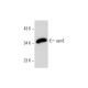 apolipoprotein E/apoE Antibody (H-4) - Western Blotting - Image 298002 