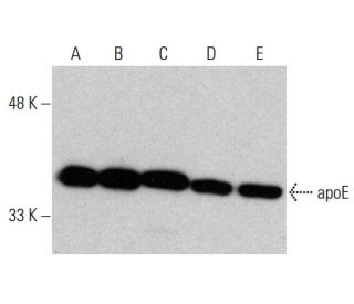 western blotting image from recommended apolipoprotein E/apoE (F-9) monoclonal antibody replacement. Image 376907