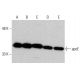 western blotting image from recommended apolipoprotein E/apoE (F-9) monoclonal antibody replacement. Image 376907